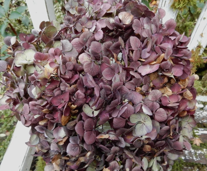 11 Dried Hydrangea Flowers Light Green, Dark Burgundy, Beige, Rustic SECONDS Dried Flower