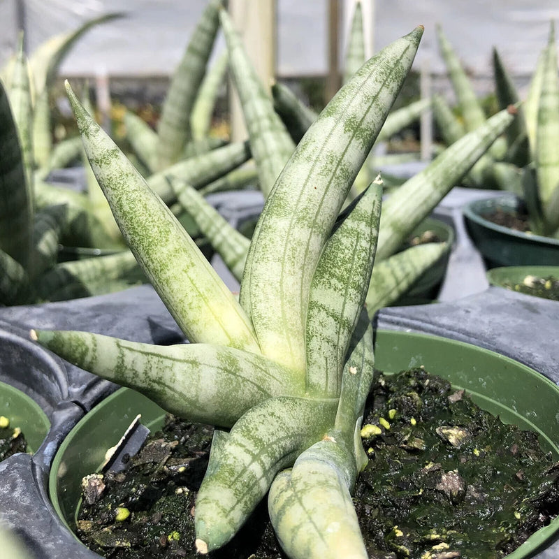Starfish sansevieria succulent plant with upright green leaves from soil in a pot