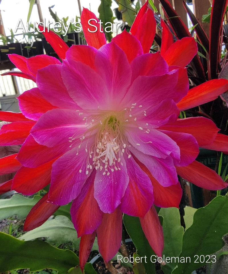 Star-shaped orchid cactus bloom with bright red and magenta petals