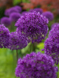 Dark Purple Allium Blooming Onion Flowering Perennial Garden Flowers 10 Bulbs Garden Plants