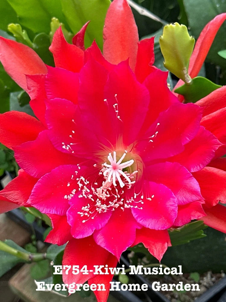 Red orchid cactus bloom on green leaves, growing in a starter pot