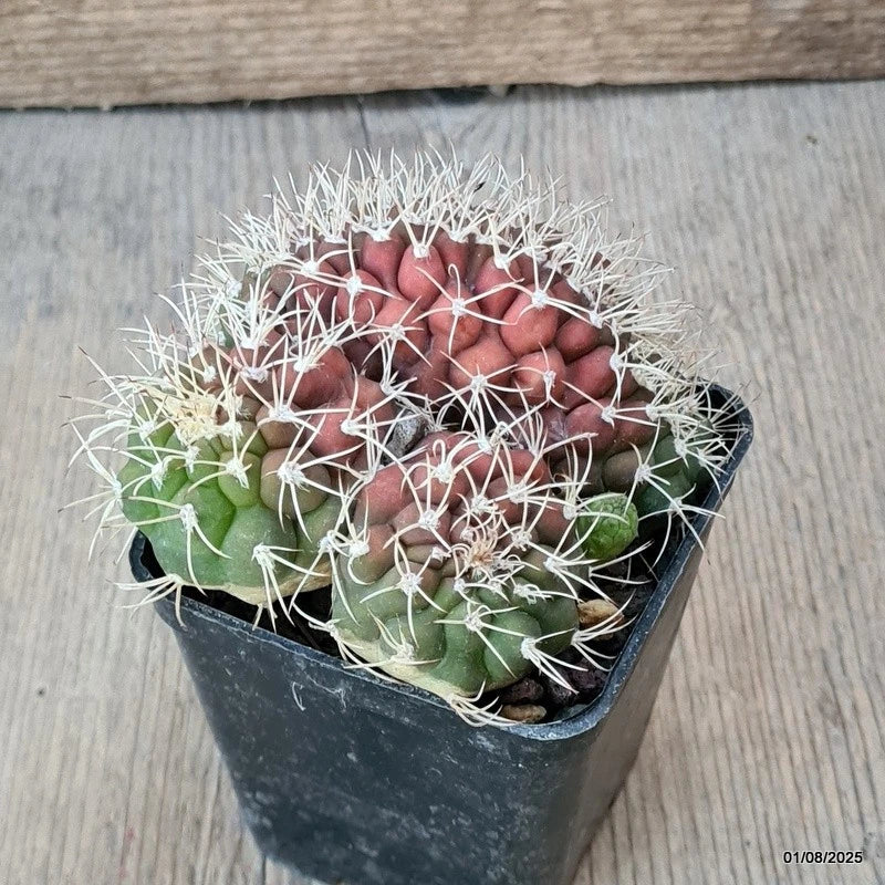 D5646 GYMNOCALYCIUM MIHANOVICHII CRESTED pot7-H6-W9 cm MaMa Cactus Green Plant