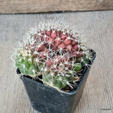 D5646 GYMNOCALYCIUM MIHANOVICHII CRESTED pot7-H6-W9 cm MaMa Cactus Green Plant