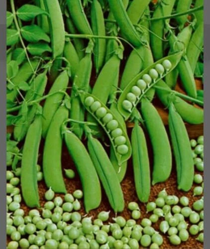 Little Marvel Pea Heirloom 100 Seeds Garden Planting Non-GMO Garden Plants