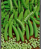 Little Marvel Pea Heirloom 100 Seeds Garden Planting Non-GMO Garden Plants