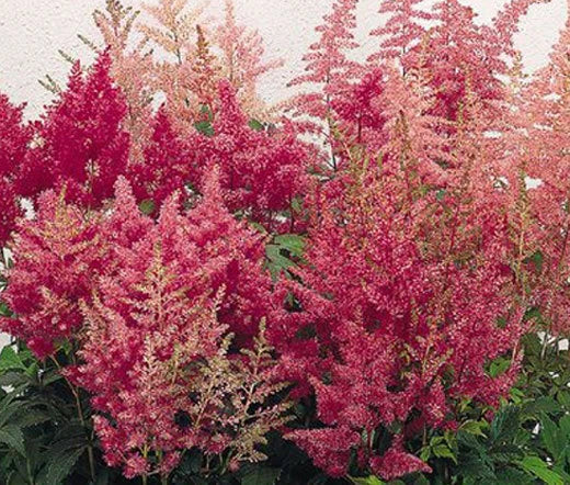 ASTILBE SHOWSTAR MIXED COLORS Astilbe Arendsii - 150 Bulk Seeds Garden Plants