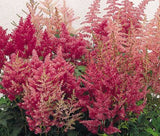 ASTILBE SHOWSTAR MIXED COLORS Astilbe Arendsii - 150 Bulk Seeds Garden Plants
