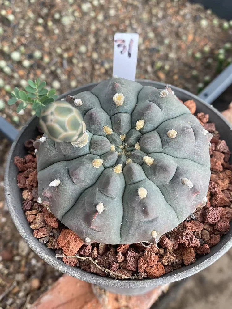 Gymnocalycium vatteri cactus, gray-blue globe in terracotta pot with yellow-tipped spines