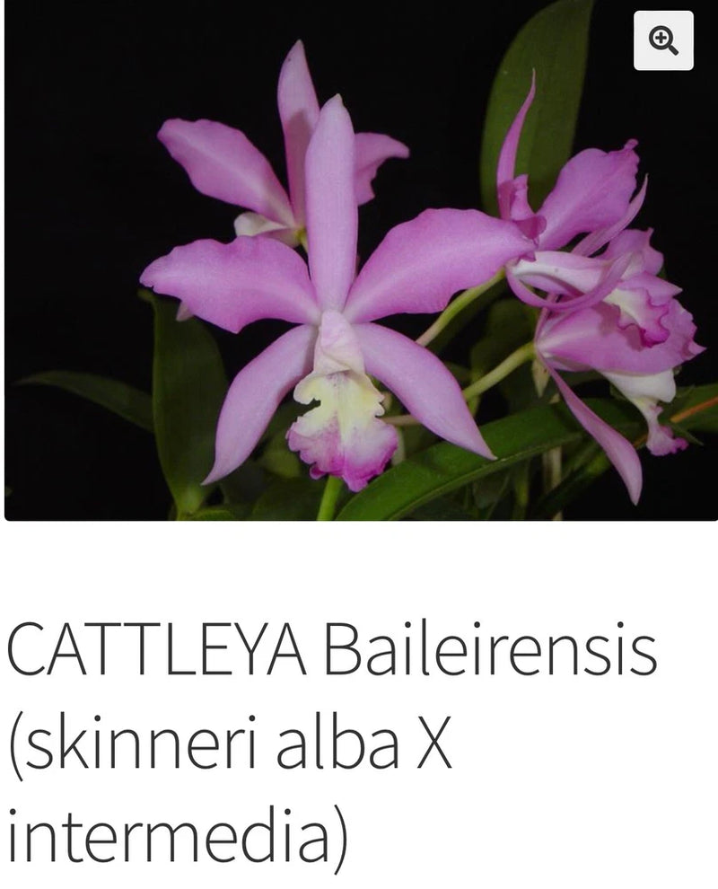 Pink Cattleya orchid flowers with lavender petals and ruffled magenta lip
