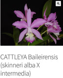 Orchid live Cattleya Baileirensis - rare - bare root Orchids
