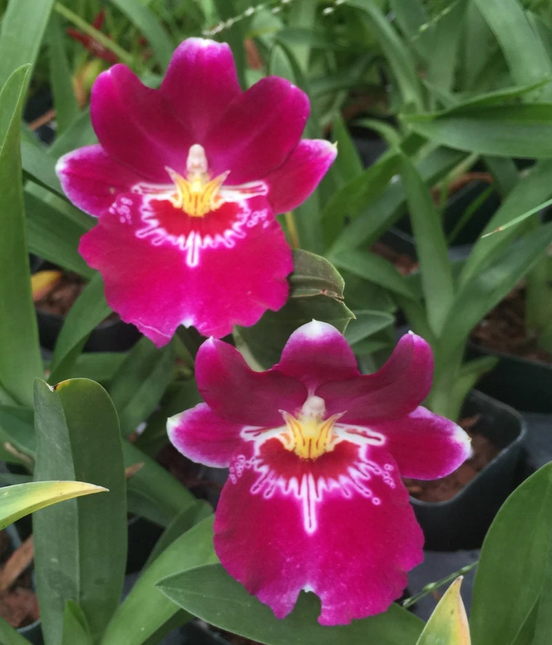 Miltoniopsis_BERT FIELD_compact orchid fragrant NOT in-bud/bloom when shipped Orchids