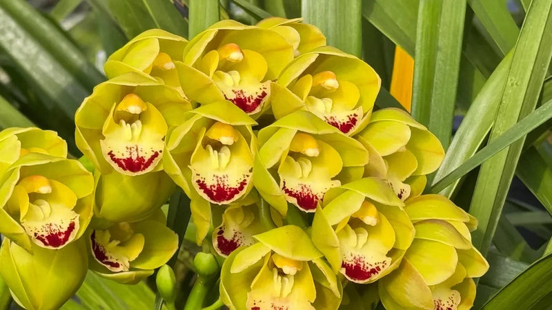 Yellow cymbidium orchid blooms with red-speckled centers and green leaves