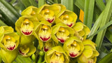 Cymbidium Carmel Spit 'Masterpiece'. Fragrant. 5" Pot Orchids