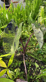 Live orchid plant with mottled green leaves and two tall stems