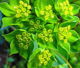 HARE'S EAR Bupleurum Rotundifolium Griffithii - 250 Bulk Seeds Garden Plants