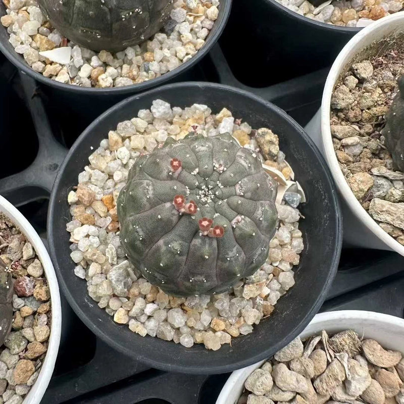 Euphorbia gymnocalycioides RareSucculent cactus Plant Garden DŽcor 3CM Garden Plants