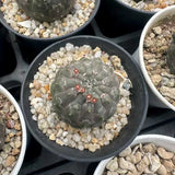 Euphorbia gymnocalycioides RareSucculent cactus Plant Garden DŽcor 3CM Garden Plants