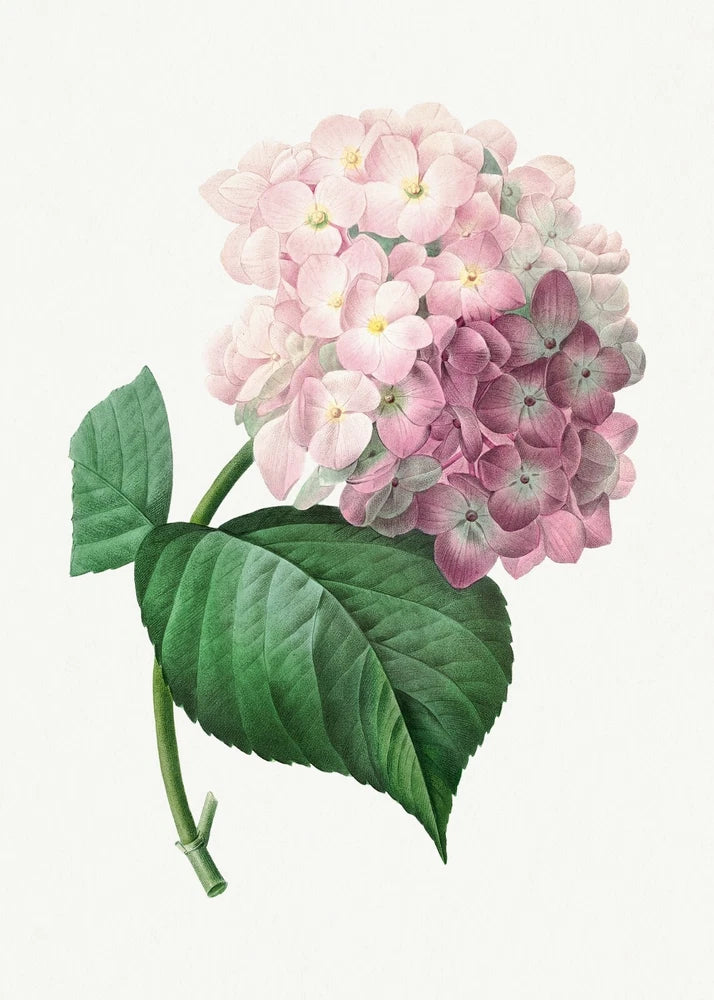 Vintage Botanical Illustration HYDRANGEA (1759-1840) Premium Art Print 17x22" Hydrangea