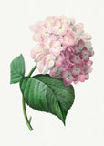 Vintage Botanical Illustration HYDRANGEA (1759-1840) Premium Art Print 17x22" Hydrangea