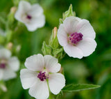 MARSHMALLOW SEEDS 50+ Althaea Officinallis perennial HERB garden FREE SHIPPING Garden Plants