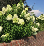 Live Limelight Hydrangea Plant Ð 2.5" Pot Ð Lime Green Blooms Hydrangea