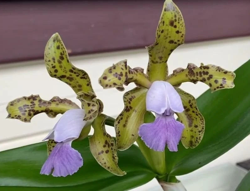 Orchid flower cluster with speckled green petals and purple blossoms on a green leaf