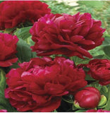 20 SEEDS for Dark Red PEONIES rare blossom flowering exotic plant USA Seller Peony