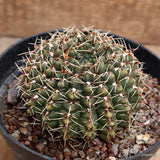 D1108 GYMNOCALYCIUM BALDIANUM pot14-H7-W9 cm MaMa Cactus Green Plant
