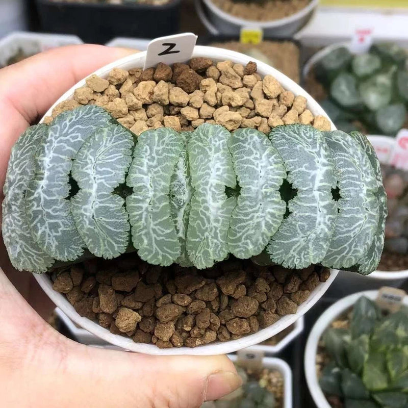 $22.49 Garden Plants