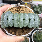 $22.49 Garden Plants