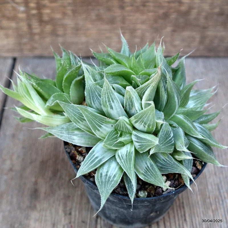 Variegated Haworthia succulent rosette in black pot, green leaves with pale stripes