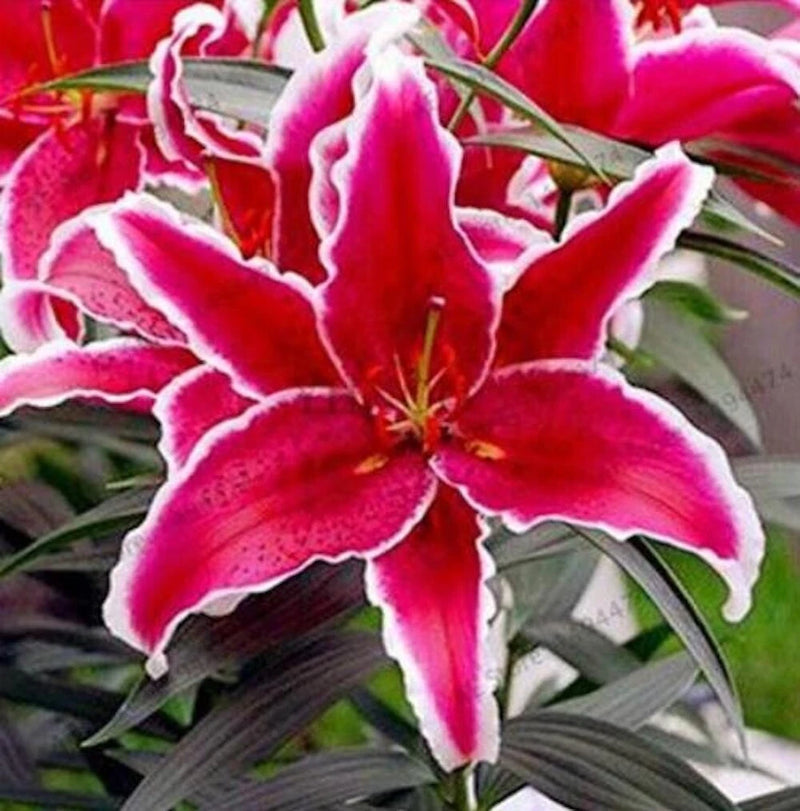20 SEEDS for Crimson Red LILY RARE flower exotic home garden plant USA Seller Garden Plants