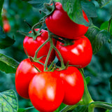 50+ RIO GRANDE HEIRLOOM TOMATO SEEDS - FRESH FOR YOUR GARDEN Garden Plants