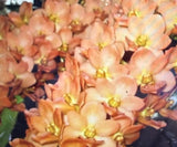 Orchid Plant RHY gigantea orange seedling bare root Orchids
