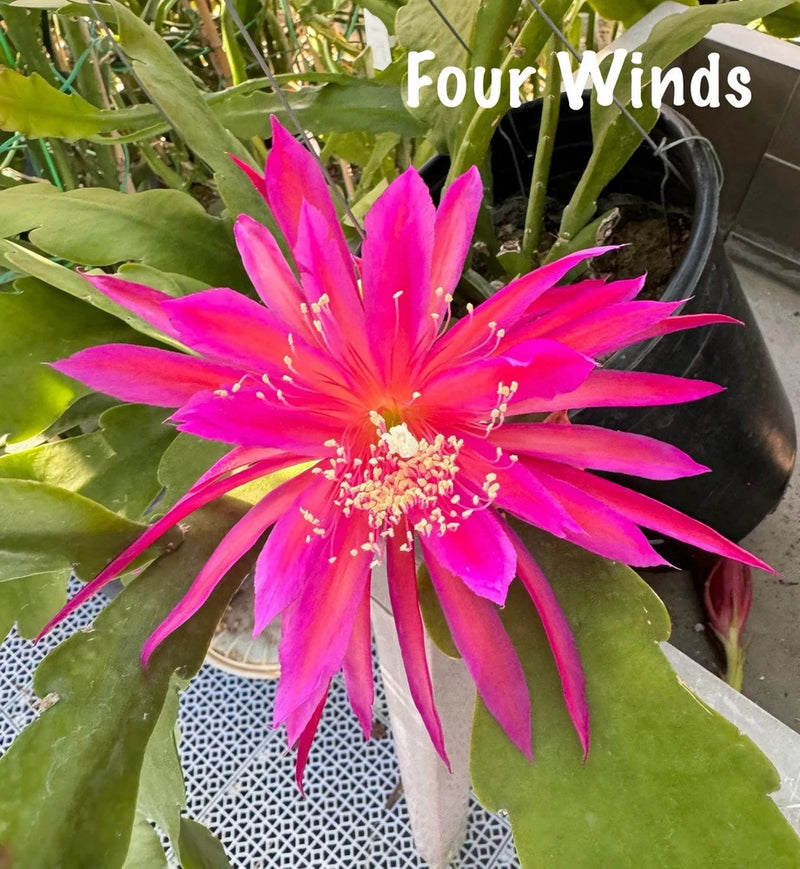 FOUR WINDS epiphyllum orchid cactus with bright pink flower and green leaves
