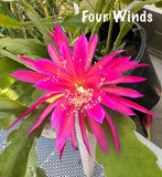 FOUR WINDS Epiphyllum Orchid Cactus Succulents Orchids