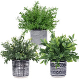 Winlyn Set of 3 Small Potted Plants Artificial Eucalyptus Rosemary Boxwood Pl... Green Plant