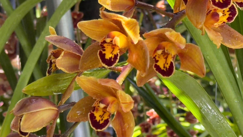 Fragrant cymbidium orchid blooms with orange-yellow petals and dark burgundy centers