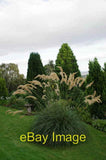 Photo 6x4 Lands of Loyal Hotel, Alyth, Pampas grass Every morning the bir c2012 Pampas Grass