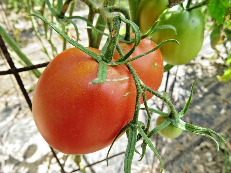 County Agent -  heirloom tomato from Oklahoma Garden Plants