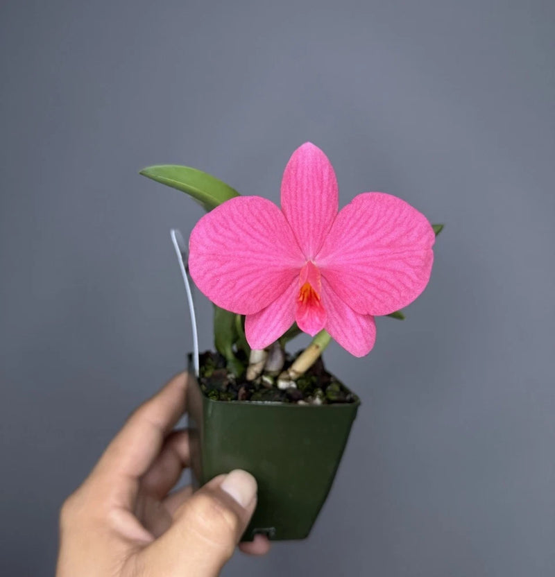 Mini Cattleya - Sl. Pink Opal (Sl. Minipet x S. wittigianna) #1 - Miniature Orchids