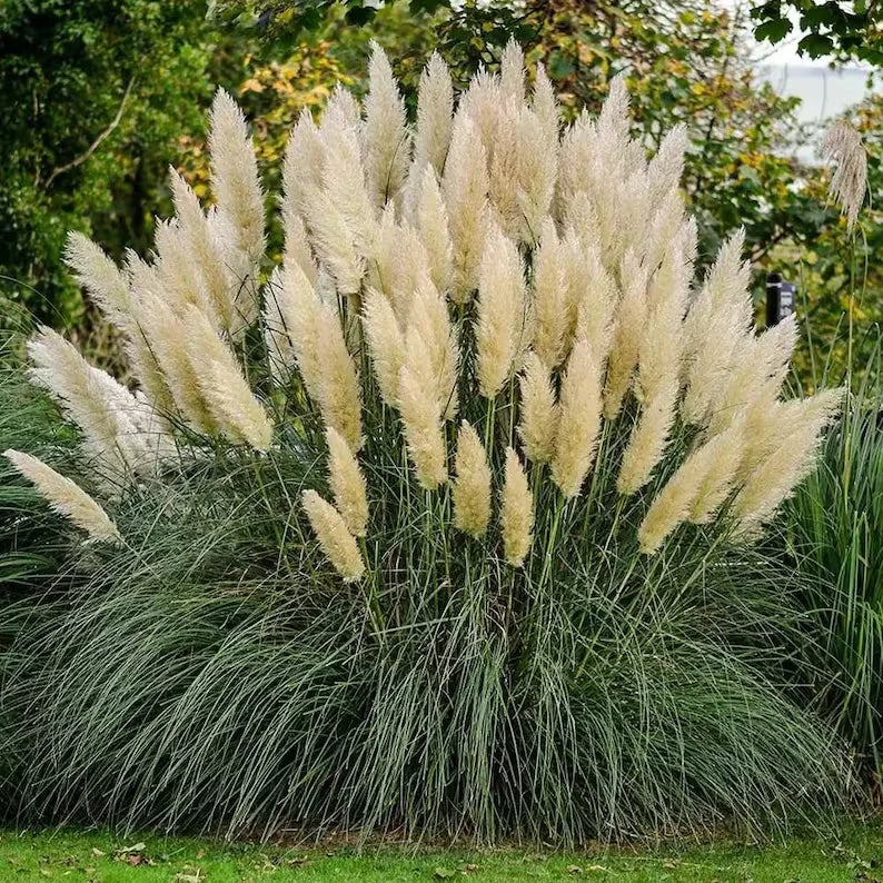 30 White Pampas Ornamental Grass Seeds. USA Seeds. Organic. Ships free Pampas Grass