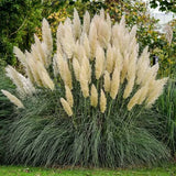30 White Pampas Ornamental Grass Seeds. USA Seeds. Organic. Ships free Pampas Grass