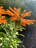 Lion's ear/ Leonotis Leonurus/ Wild Dagga - 50 seeds 2026 - USA Flowering Plants
