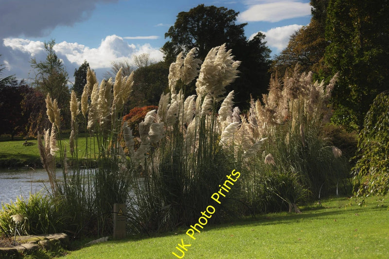 Photo A2 Pampas Grass West Hill/TQ3230 In the gardens of Wakehurst Plac c2012 Pampas Grass