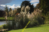 Photo A2 Pampas Grass West Hill/TQ3230 In the gardens of Wakehurst Plac c2012 Pampas Grass