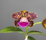 Spotty maroon and pink Cattleya orchid flower with yellow throat, white-purple lip, green leaves