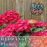 Ruby Riches Hydrangea Seeds 85 or 250 Seeds Flower, Flower Seeds, Non GMO Hydrangea