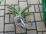 Vanda Kulwadee X Painter Dream #1, Flowering Size Orchid Plant, RARE Orchids