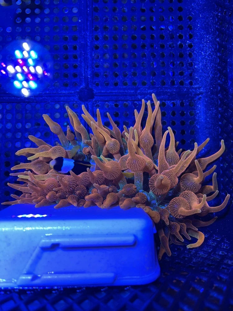 Sang Lee Lineage CSB Anemone 2-3Ó WYSIWYG Colorado Sunburst Anemone WYSIWYG Anemone